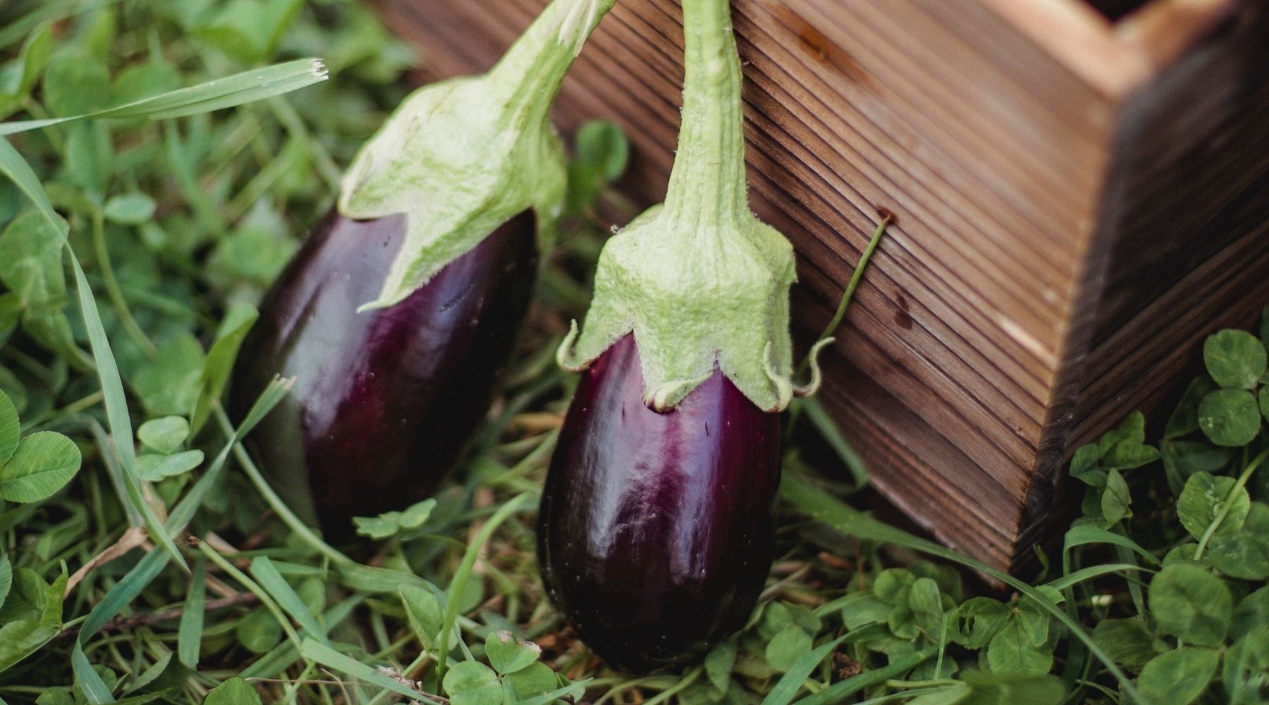 La época de la berenjena, ¿se cae tu melena?