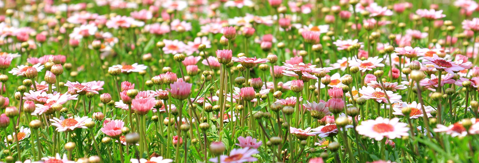 La primavera. ¿Cómo afecta a tu cabello?